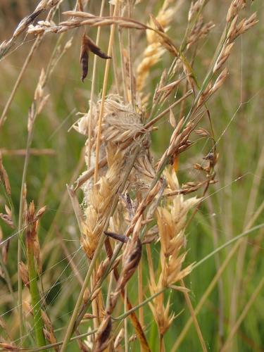 Araneus quadratus